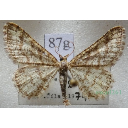 Heliomata glarearia (Denis & Schiffermüller, 1775) Witalnik dziarstwiak Czech87g